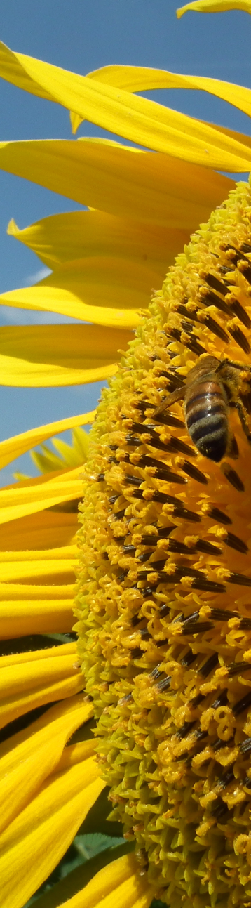 apsov-girasole-agenore-ho-imi