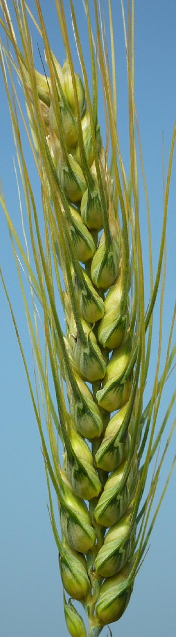 apsov-wheat-albacete