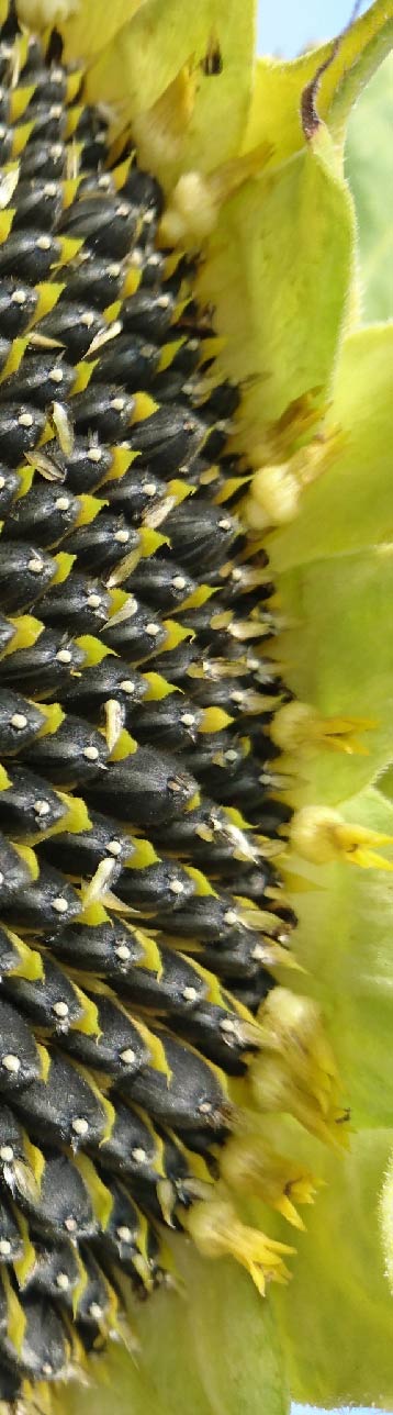 apsov-sunflower-alfeo-su