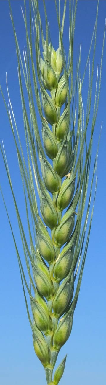 apsov-frumento-tenero-algeri