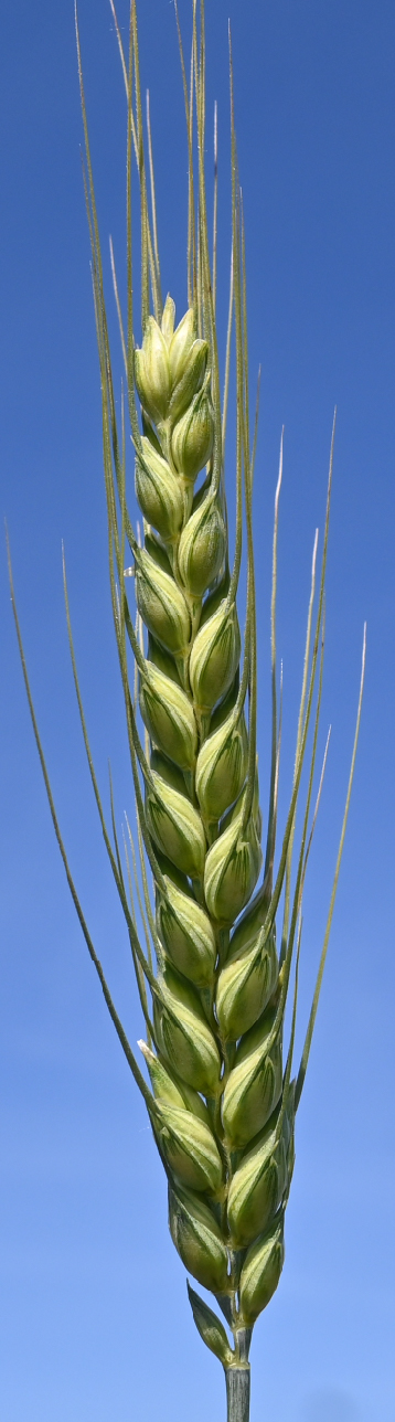 Antiochia