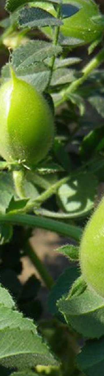 apsov-chickpea-apsc4