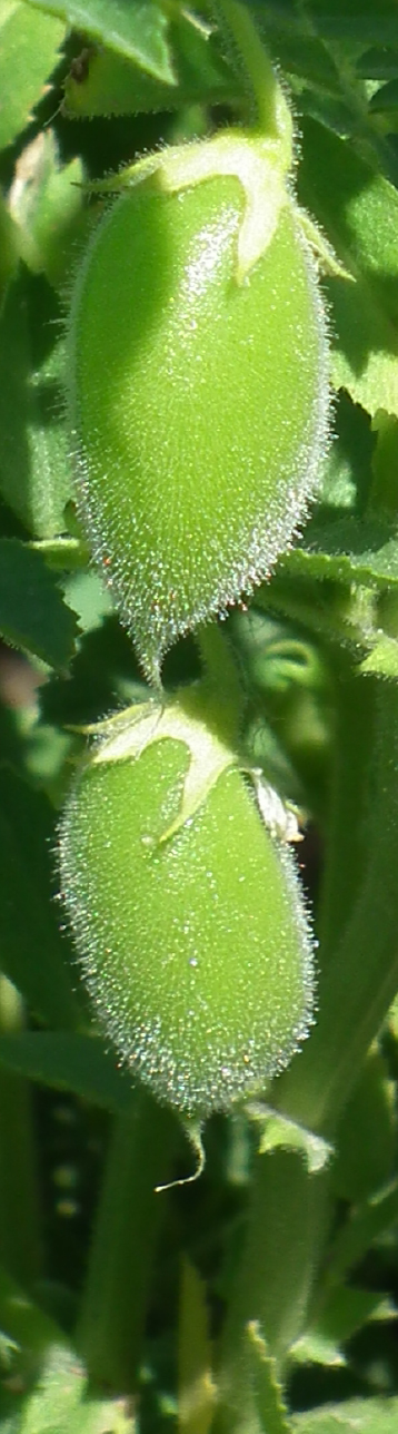 apsov-chickpea-apsc8