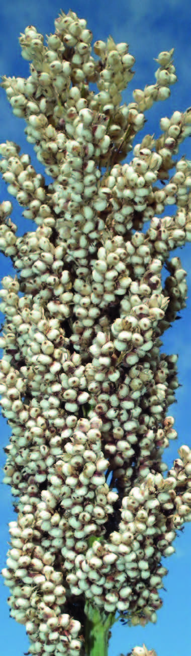 apsov-sorgo-da-granella-arpeggio-eug2401