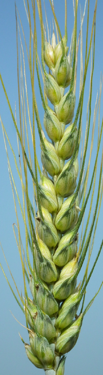 apsov-wheat-atafu