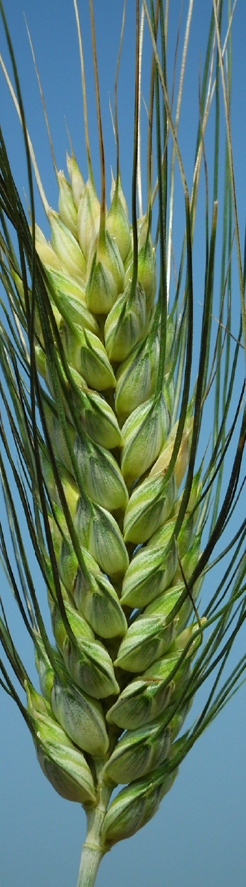Boezio