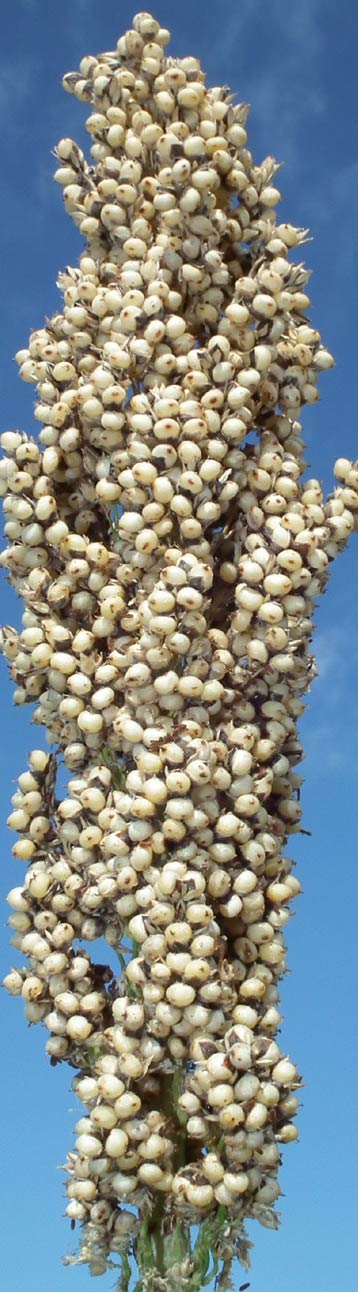 apsov-grain-sorghum-diamond