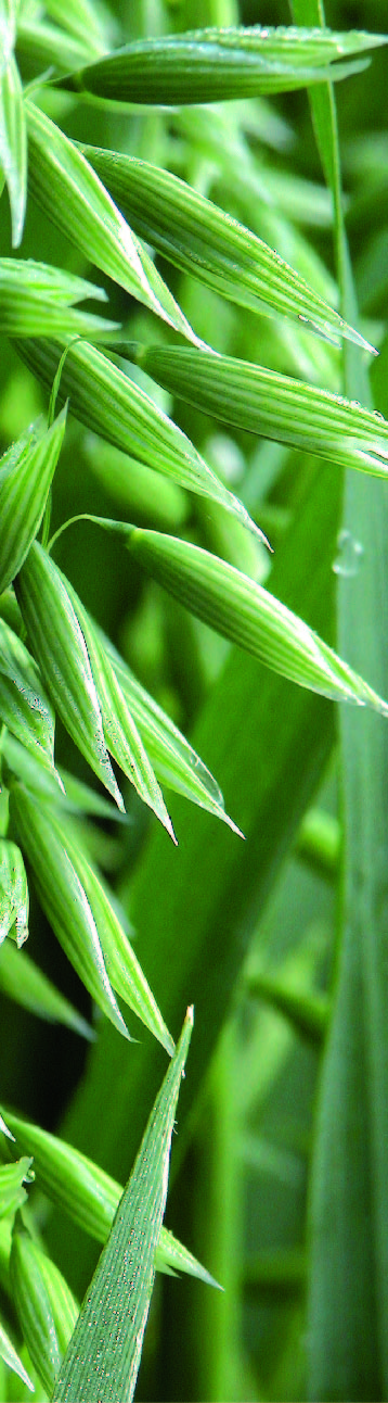 apsov-avena-genziana