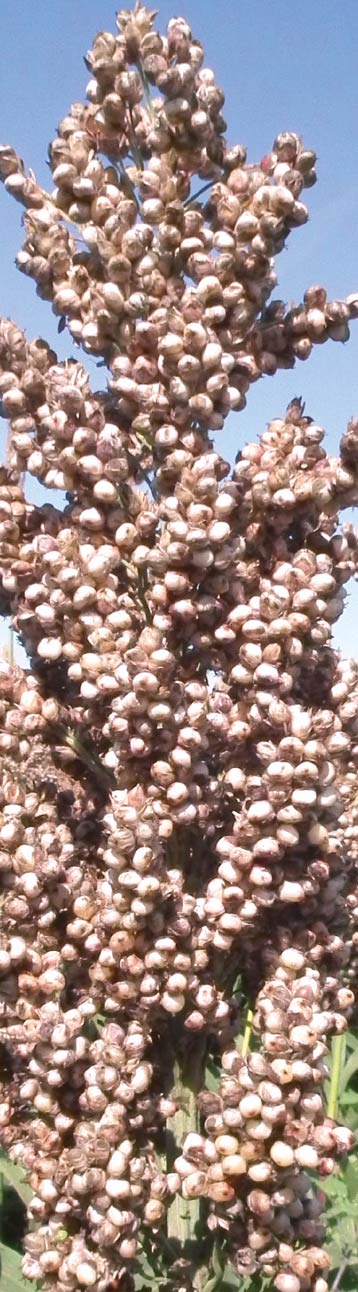 apsov-grain-sorghum-ggolden