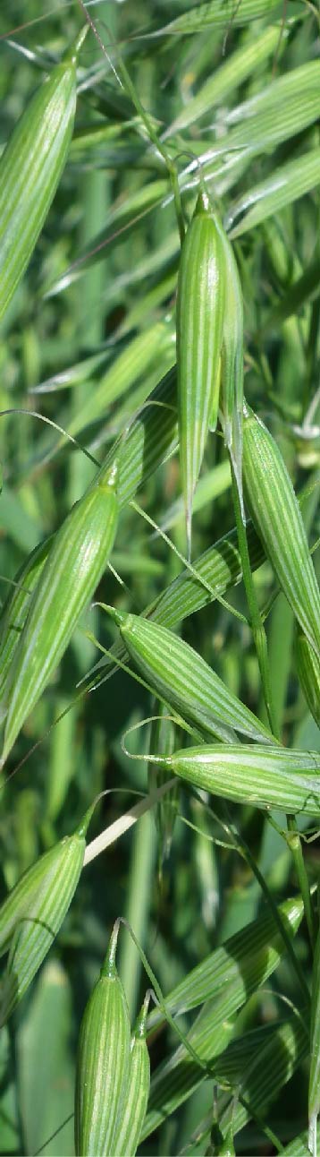 apsov-avena-hamel