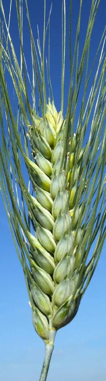 Luciomaz