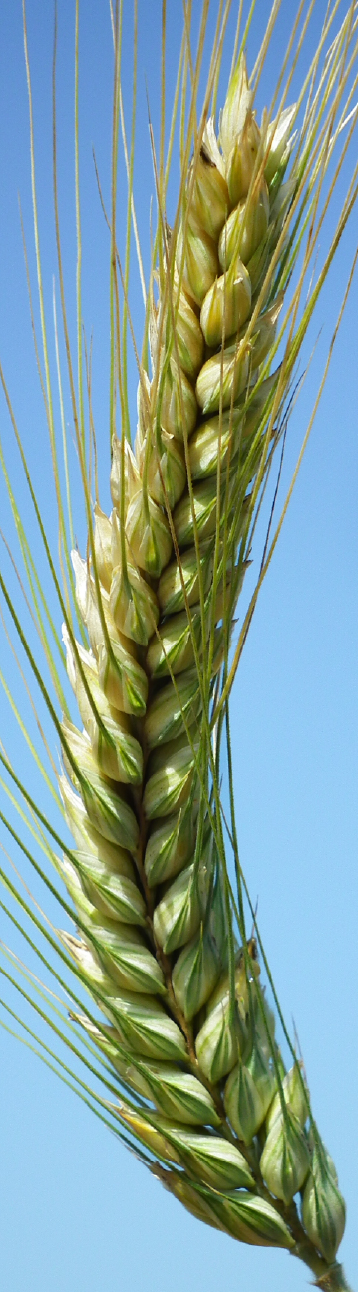 apsov-triticale-narciso