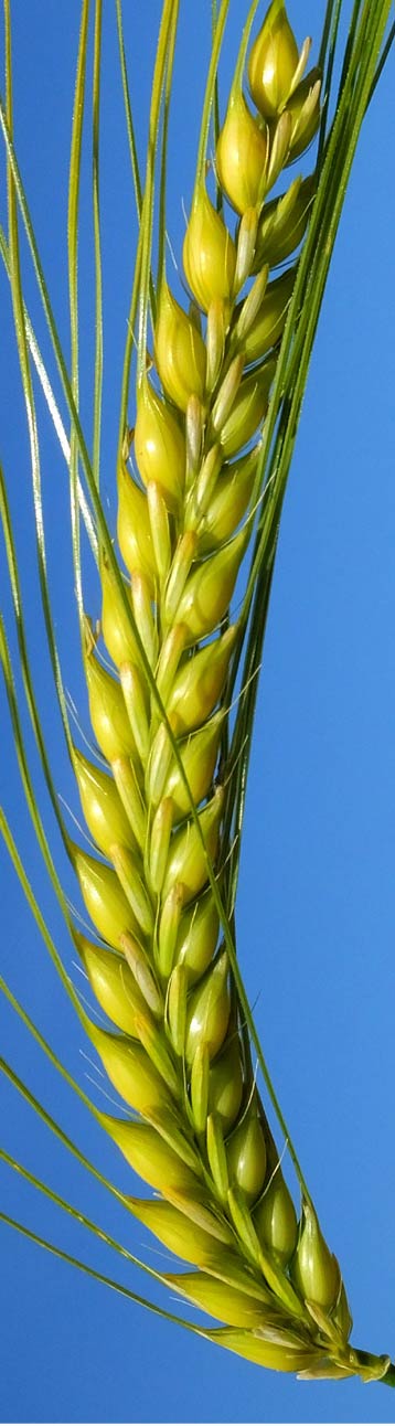 apsov-barley-virgini