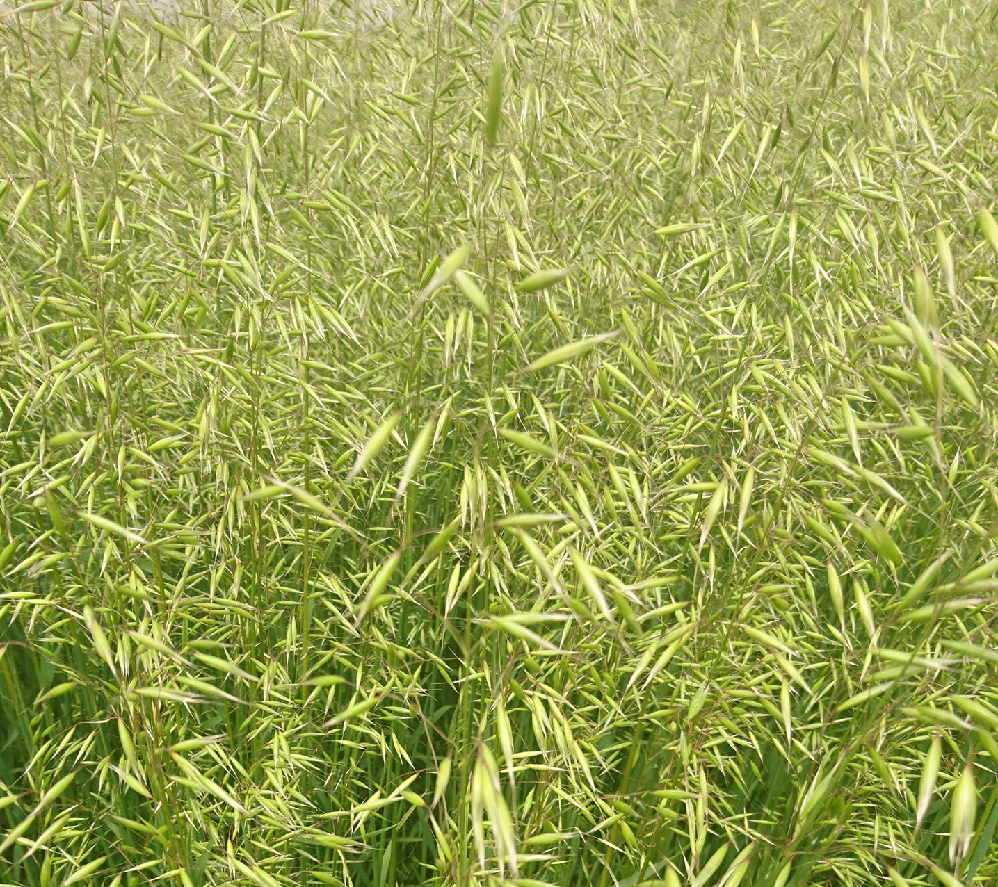 apsov-black-oat-black-oat